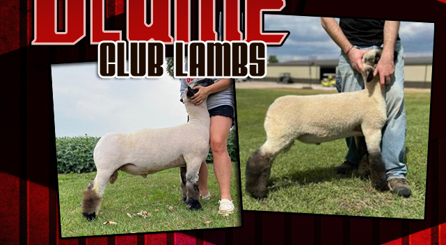 Blume Club Lambs